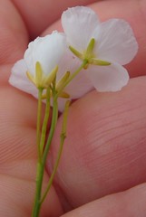 Heliophila macowaniana