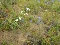 Heliophila macowaniana