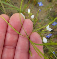 Heliophila macowaniana