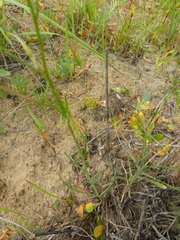 Heliophila macowaniana