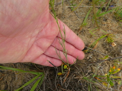 Heliophila macowaniana