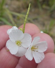 Heliophila macowaniana