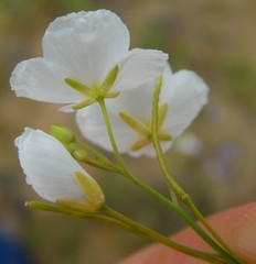 Heliophila macowaniana
