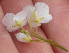 Heliophila macowaniana