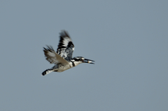 Ceryle rudis rudis