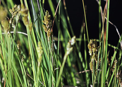 Carex buxbaumii