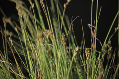 Carex buxbaumii