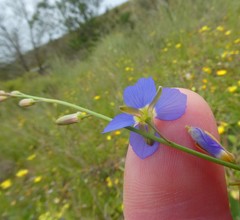 Heliophila macowaniana