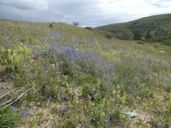 Heliophila macowaniana