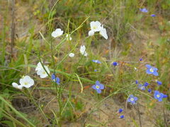 Heliophila macowaniana