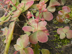 Crassula simulans