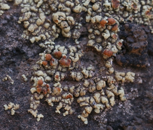 iNaturalist observation photo of Common Lichens