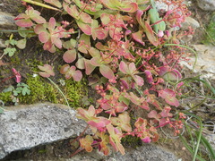 Crassula simulans