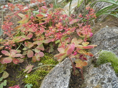 Crassula simulans