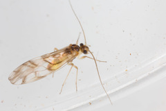 Stenopsocidae