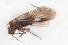 Elipsocus
