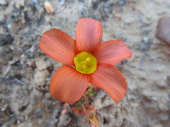 Oxalis inaequalis