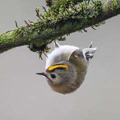 Goldcrest photo 4
