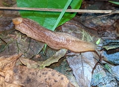 Testacella haliotidea