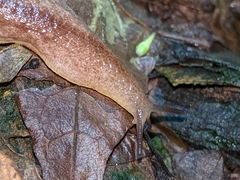 Testacella haliotidea
