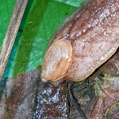 Testacella haliotidea