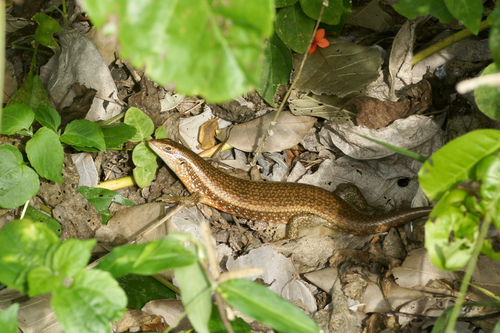Fire-sided Skink