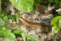 Trachylepis perrotetii