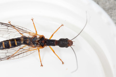 Parainocellia bicolor