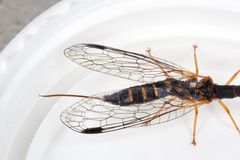 Parainocellia bicolor