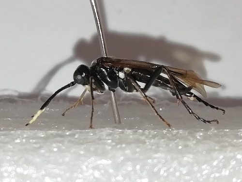 White-spotted Sawfly