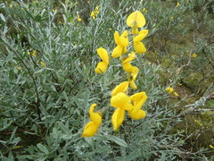 Calobota cytisoides