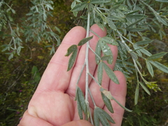 Calobota cytisoides