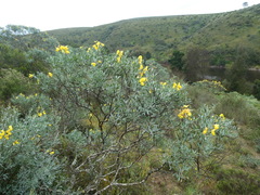 Calobota cytisoides