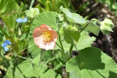 Callianthe pauciflora