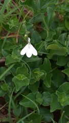 Rhinacanthus xerophilus