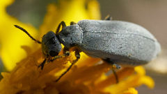 Epicauta fortis