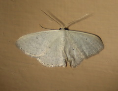 Scopula prosoeca