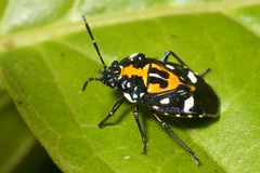 Stenozygum alienatum