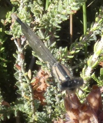 Enallagma cyathigerum