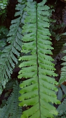 Hymenasplenium cheilosorum