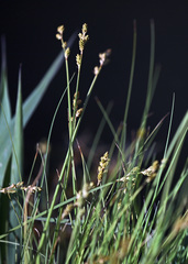 Carex buxbaumii