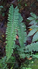Hymenasplenium cheilosorum