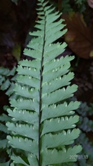 Hymenasplenium cheilosorum