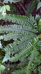 Hymenasplenium cheilosorum