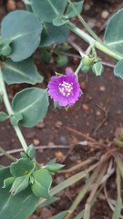 Corbichonia decumbens