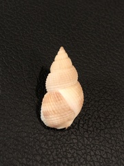 Nassarius perpinguis