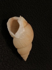 Nassarius perpinguis