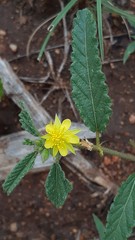 Corchorus asplenifolius