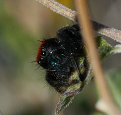 Phidippus nikites