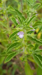 Endostemon tereticaulis